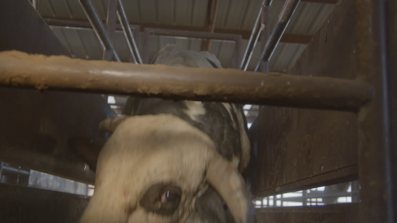 A bull tips it's head down towards the camera in a metal chute before a rodeo event