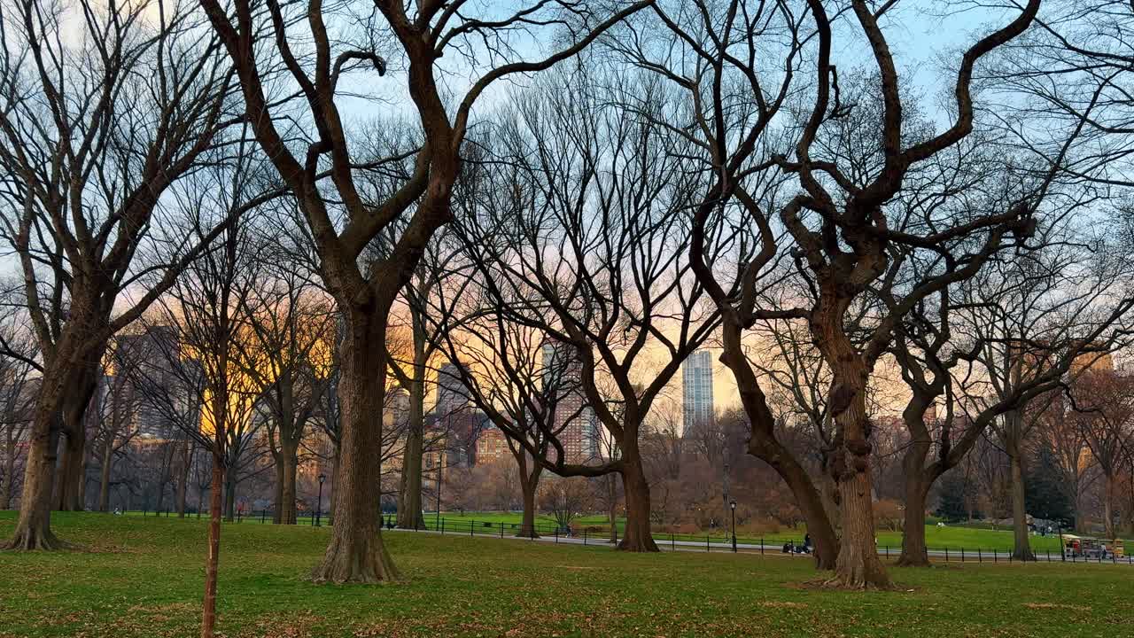 Alberi spogli a Central Park durante il tramonto nell'ora d'oro. Alberi senza foglie su una collina erbosa di Central Park con un cielo al tramonto arancione vibrante e gli edifici della città sullo sfondo.