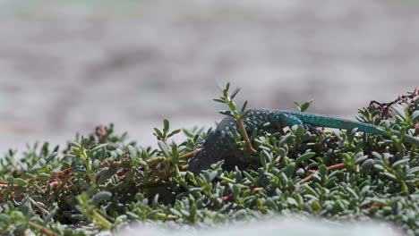 Green-and-black-lizard-walking-across-plants-life-and-beach-in-search-of-food