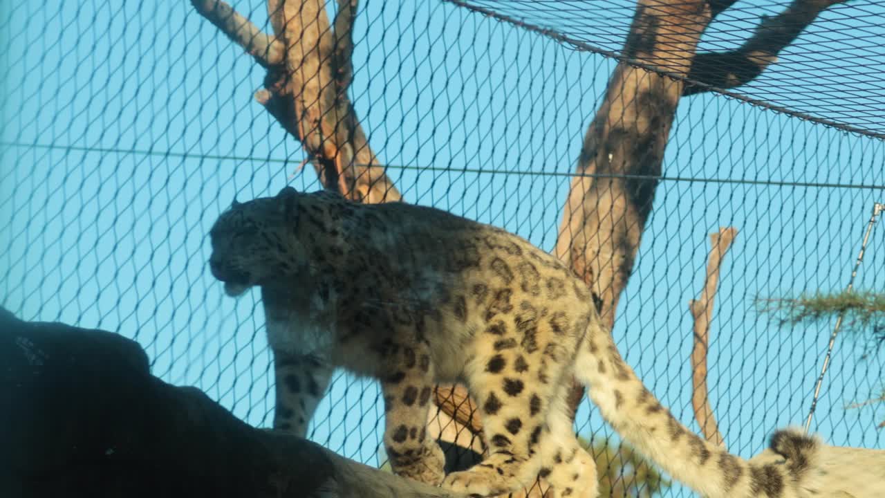 눈표범은 밝은 낮빛 아래 동물원 안에서 우아하게 걸어가며 은 파란 하늘을 배경으로 웅장한 모습을 보여준다.