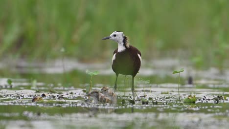 pheasant tailed jacana giving danger call and chicks are hiding under floating leaf