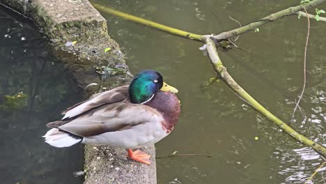 wild duck mallards  on a pond in sauerland