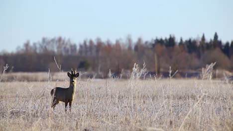 Wütende-Rehe-In-Der-Paarungszeit-Auf-Frostigem-Trockenrasenfeld