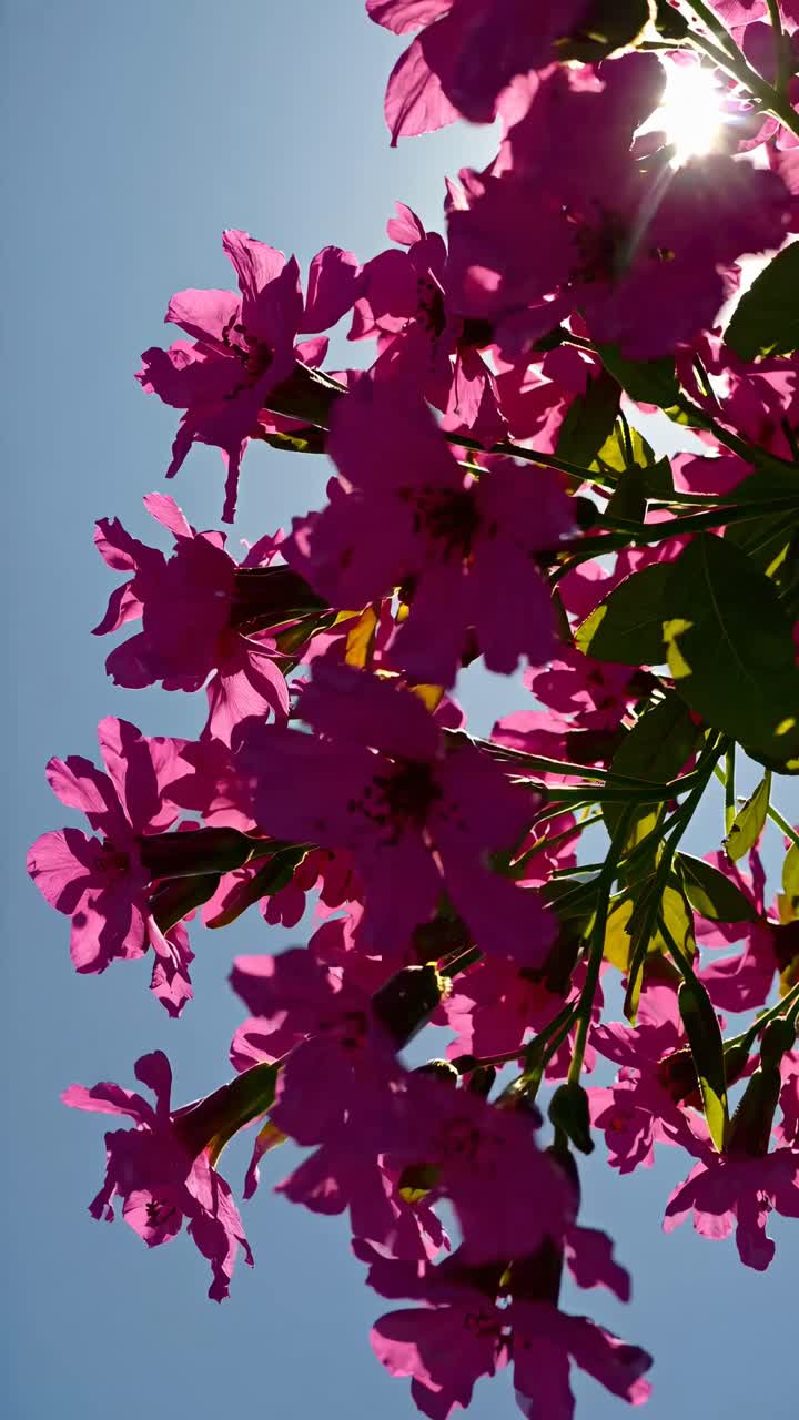 Inquadratura dal basso di vivaci fiori rosa contro un cielo azzurro limpido con la luce del sole che filtra