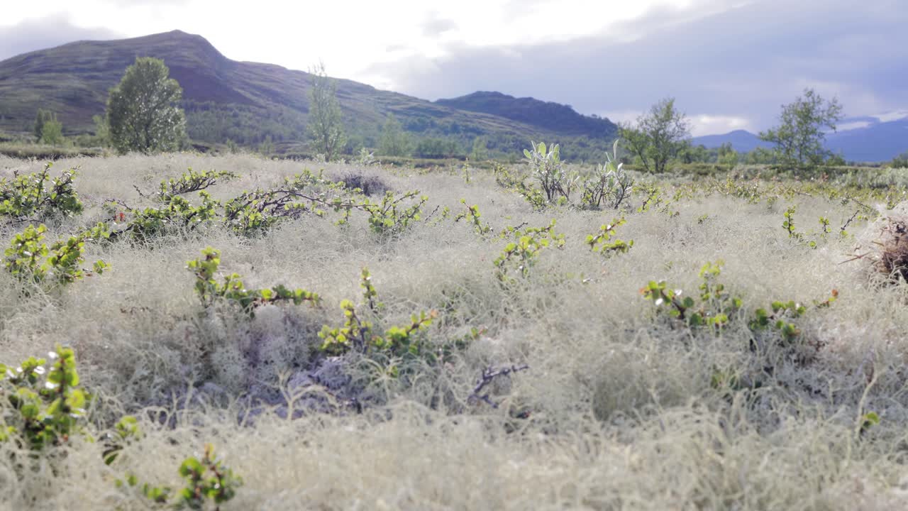 북극 드라, 아름다운 자연, 노르웨이 자연 풍경