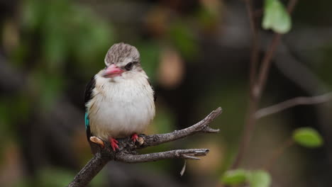 Eisvogel-Mit-Brauner-Kapuze-Hockt-Im-Zweig-Im-Wald---Nahaufnahme