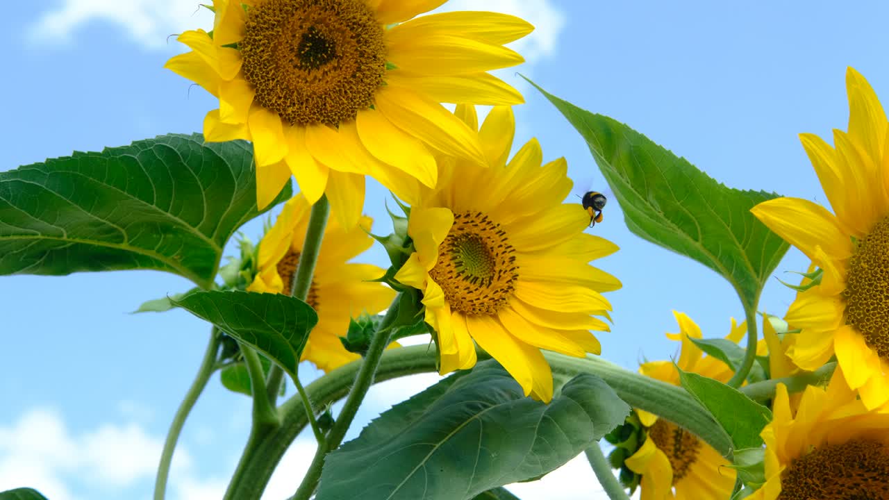 벌이 꽃가루를 수집하는 것