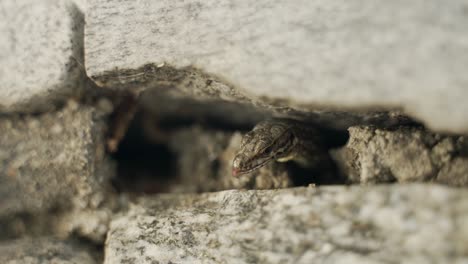 a lizard is eating an ant under a stone