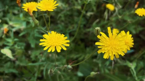 Erfreuen-Sie-Sich-An-Der-Strahlenden-Schönheit-Der-Leuchtend-Gelben-Blüten,-Die-Inmitten-üppiger-Grüner-Blätter-Blühen