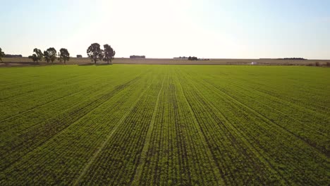 drone going through green plantation field 4k