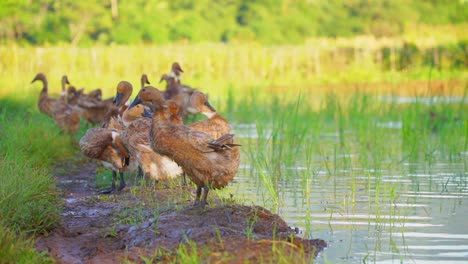 a flock of ducks is sunbathing after swimming