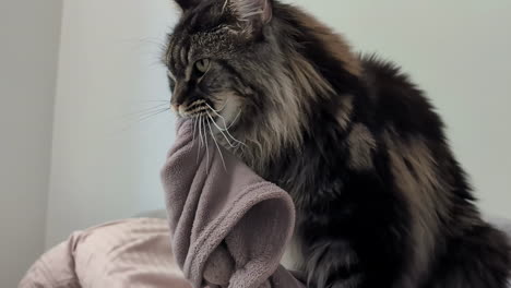 closeup footage of mainecoon cat with a piece of cloth in mouth looking angry in jelgava, latvia.