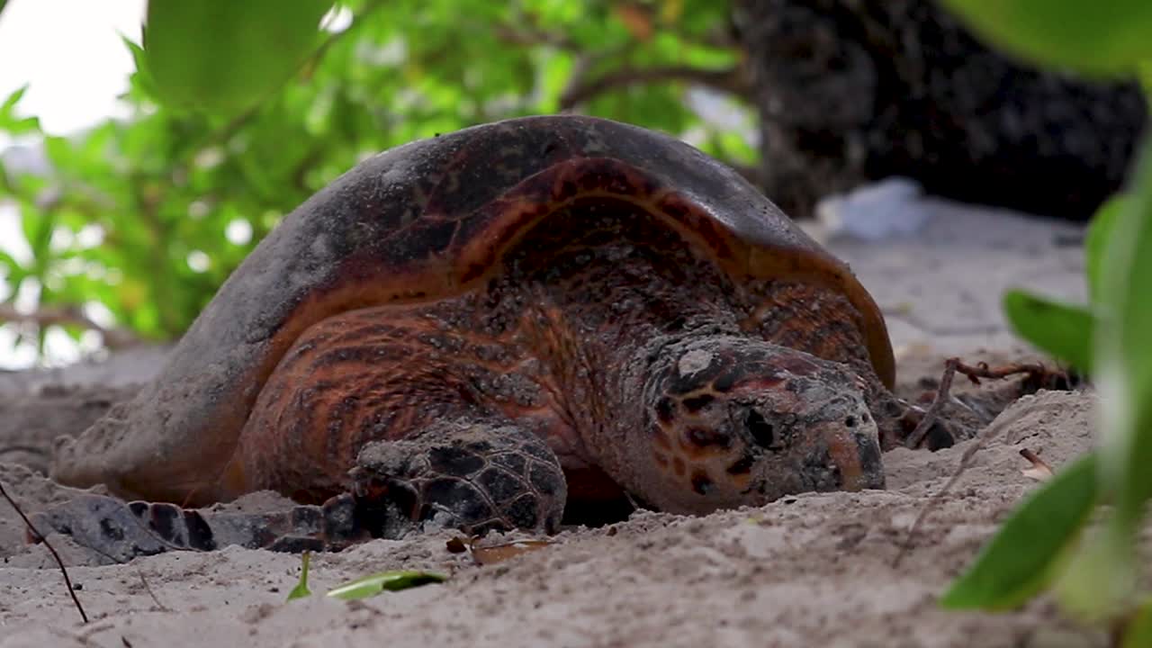 Wild turtle digging in the sand on a small island in the Seychelles to lay her eggs.