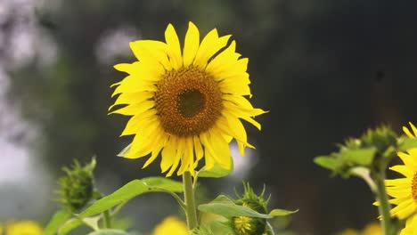 Nahaufnahme-Einer-Sonnenblume-Mit-Unscharfen-Bäumen-Im-Hintergrund
