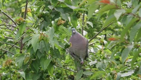 Wild-wood-pigeon-sitting-perched-high-up-in-a-sycamore-tree-in-the-UK-countryside