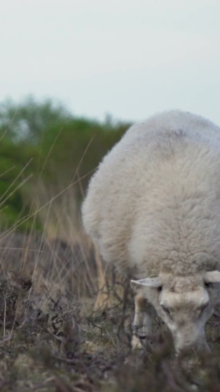 ovejas y corderos en un prado