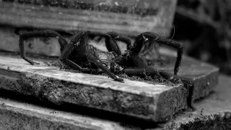 una toma cinematográfica en blanco y negro de un gran cadáver de araña siendo devorado por enjambres de hormigas