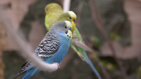 Nahaufnahme-Einer-Gruppe-Bunter-Kanarienvögel-Auf-Einem-Ast-In-Der-Natur