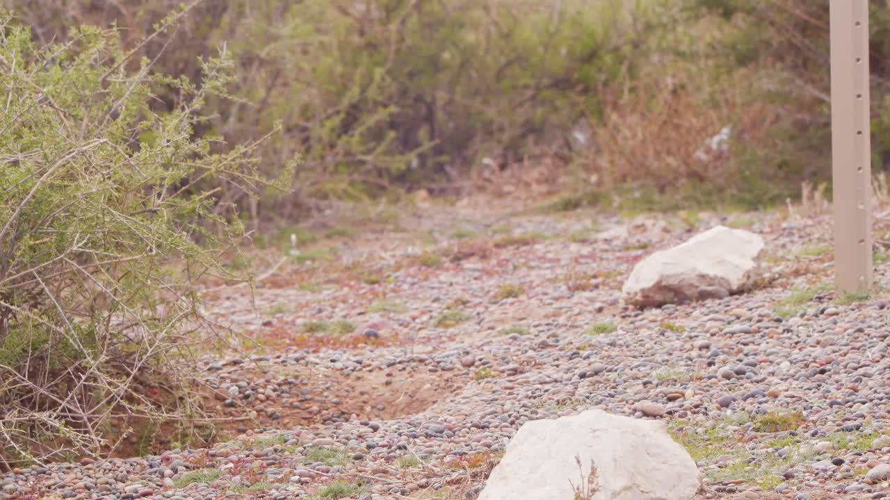 마젤란  ⁇ 은 가시풀과 바람이 부는 환경에 둘러싸인 모래 해안에서  ⁇ 고 있습니다.