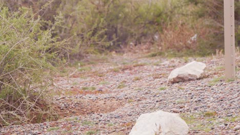 magellanic penguin walks on the sandy shore surrounded by thorny bushes and windy conditions