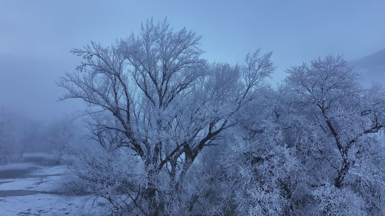 Mesmerizing winter landscape in Walensee, Switzerland, frost-covered trees in misty, serene atmosphere.