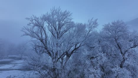 mesmerizing winter landscape in walensee, switzerland, frost-covered trees in misty, serene atmosphere.