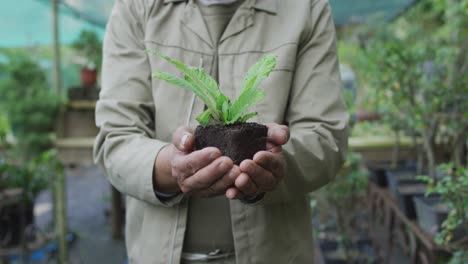 de las manos de un jardinero afroamericano que sostiene una planta en el centro del jardín