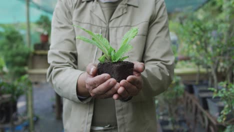 hands of hands of african american male gardener holding plant at garden center