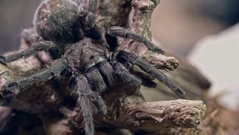 una gran tarántula sentada en la corteza de corcho