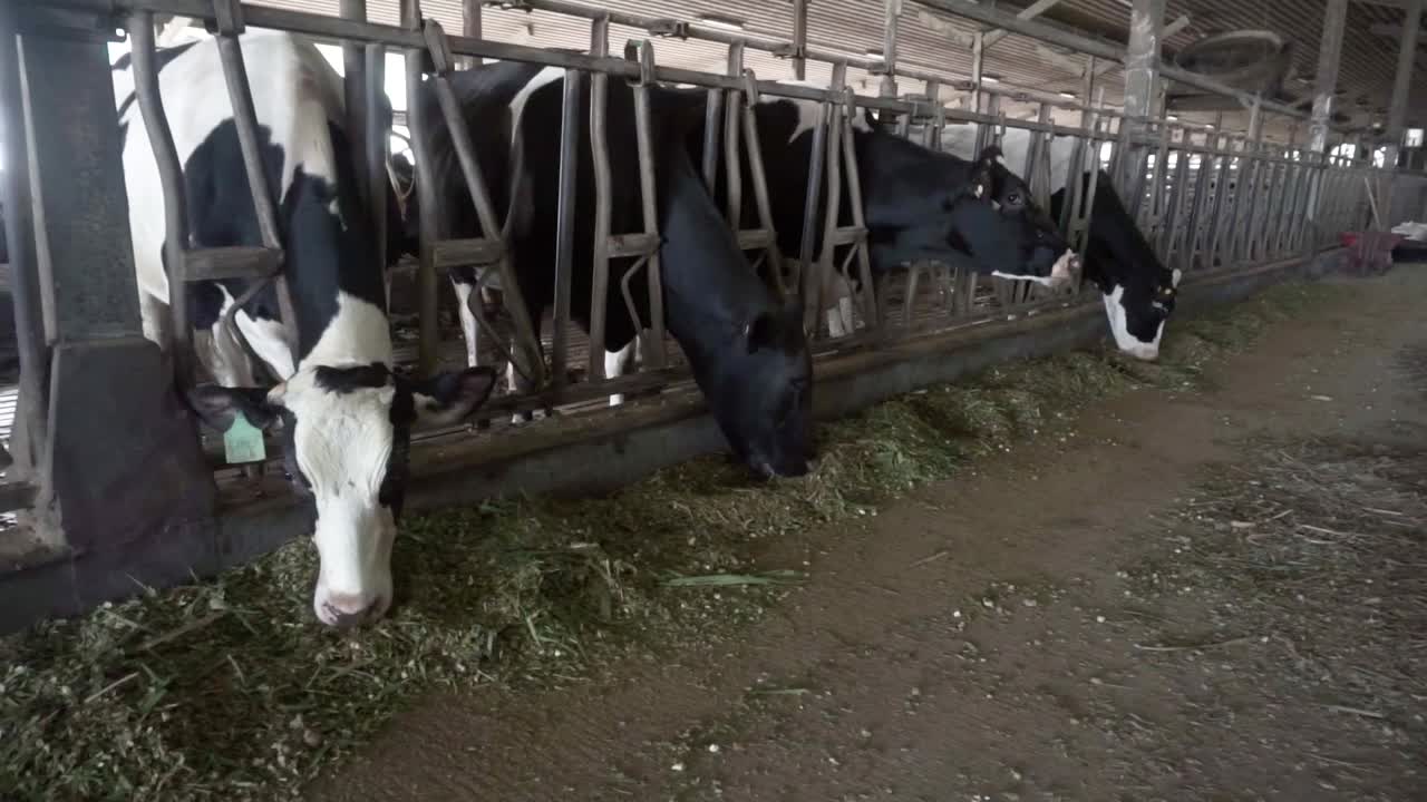 Dairy farm with milking cows eating hay in barn