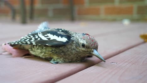 injured woodpecker laying on wooden deck - yellow-bellied sapsucker after flying into window