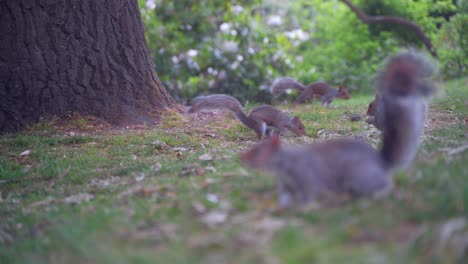 handheld static shot of eastern gray squirrels foraging next to a tree in sheffield botanical gardens, england