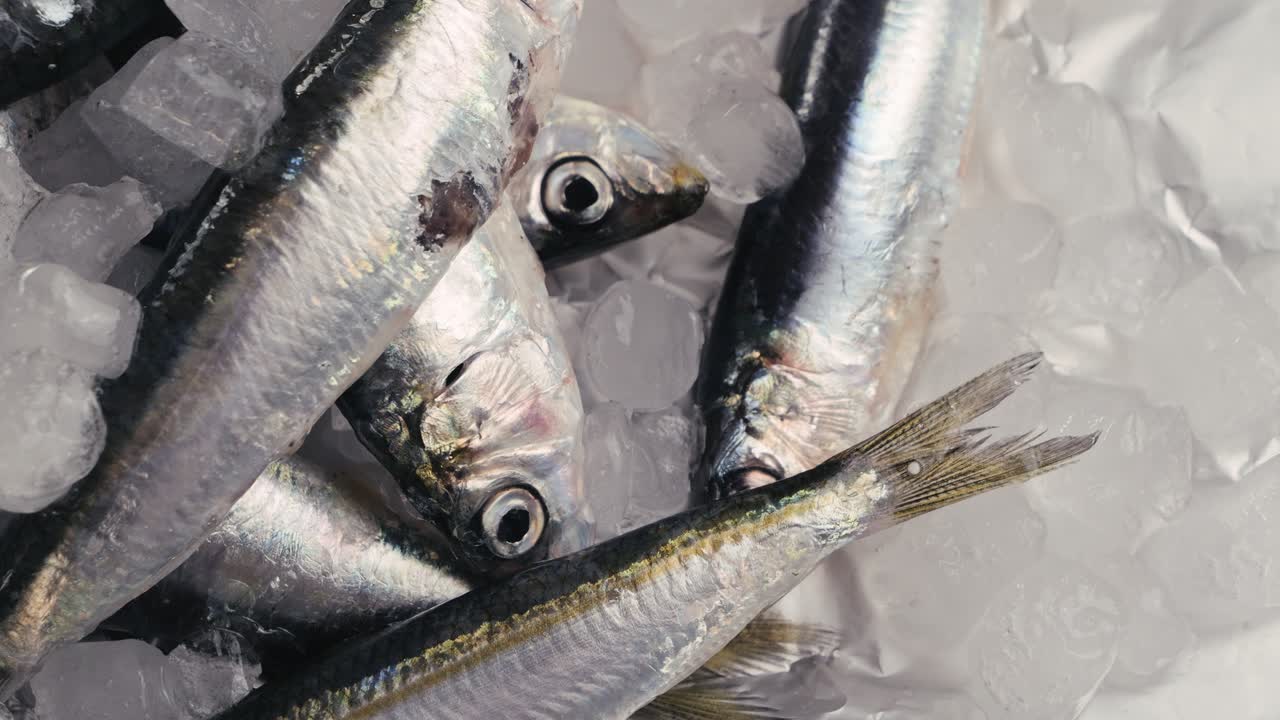 Frozen Sardines on Ice