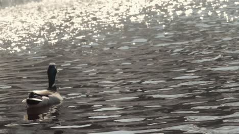 duck relaxing close to waterfall