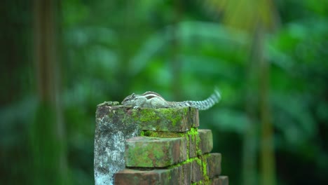 Squirrel-calling-or-barking-on-a-wall