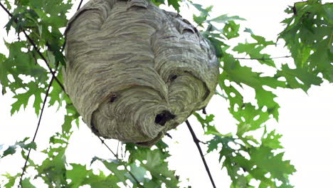 a paper wasp nest hanging from a tree in the woods in the wilderness in the summertime