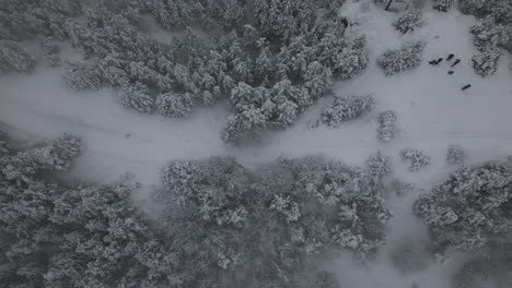 Aerial-Footage-of-snowy-forest-before-christmas-holiday