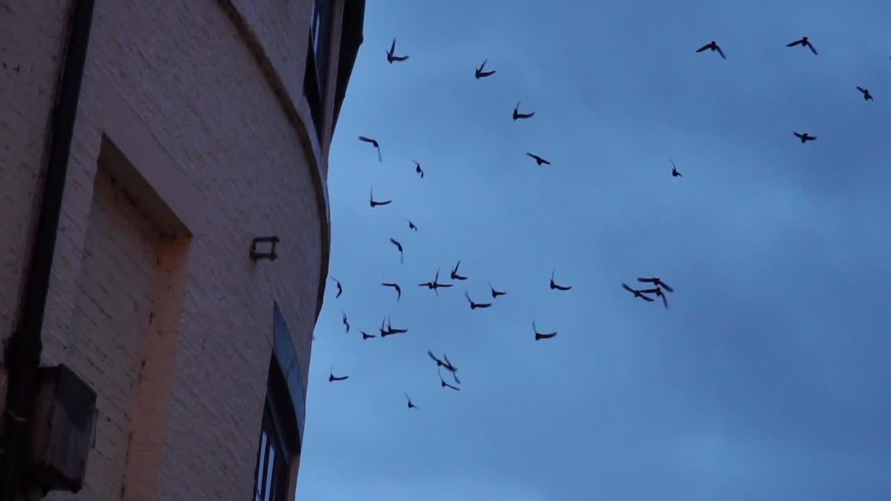 Close Up of Pigeons Flying in a Group at Dusk