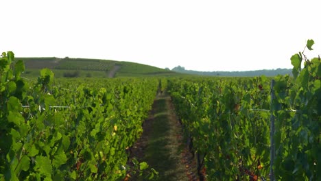 out of focus vineyards in hunawihr outskirts in eastern france