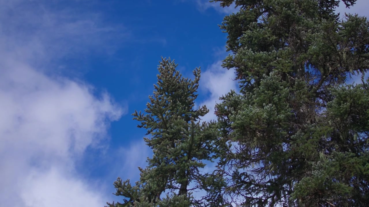 Pine tree branches against the blue sky