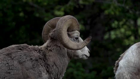 Nahe-Zeitlupenansicht-Des-Kopfes-Eines-Dickhornschafs-Im-Banff-Nationalpark