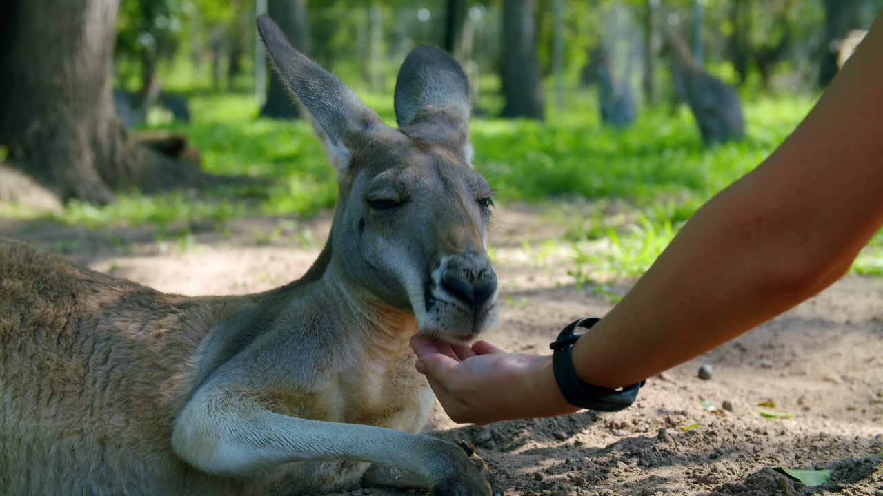 Red Kangaroo Laying Down Being Hand Fed, CLOSE UP