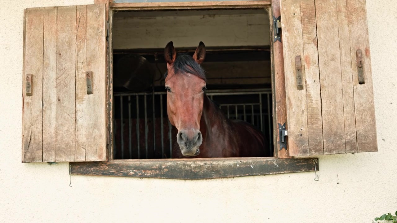 Horse looks out of barn window during sunny day in rural area