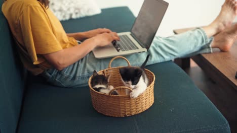 two little kittens playing in a wicker basket