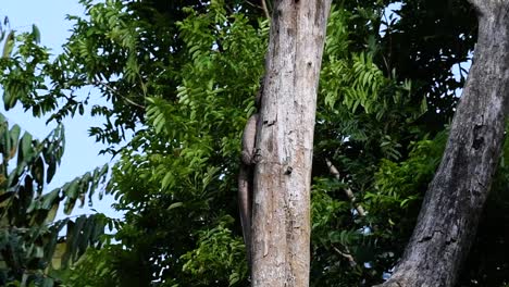 The-Clouded-Monitor-Lizard-is-found-in-Thailand-and-other-countries-in-Asia