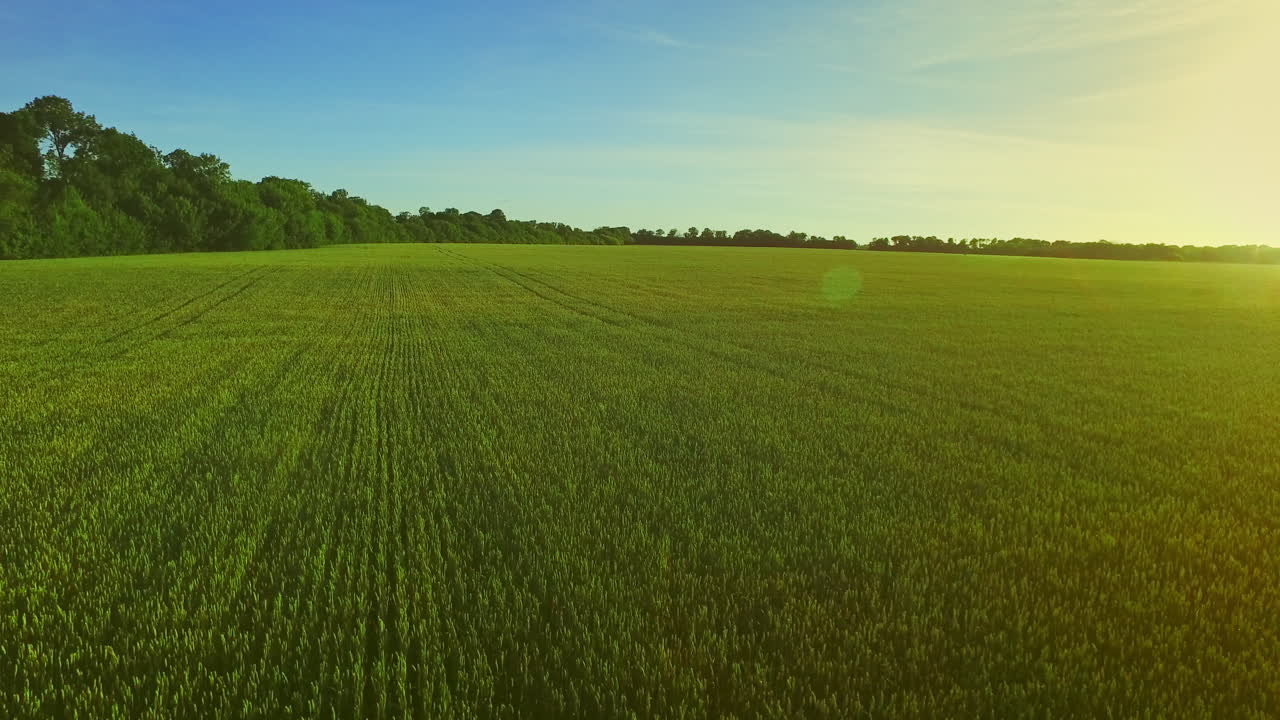 Barley field on background summer sun. Wheat field green. Summer meadow