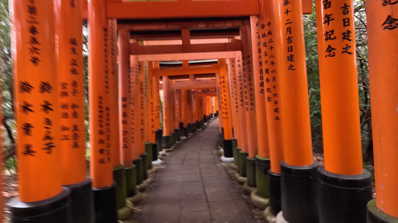 caminando a través de las vibrantes puertas naranjas de torii