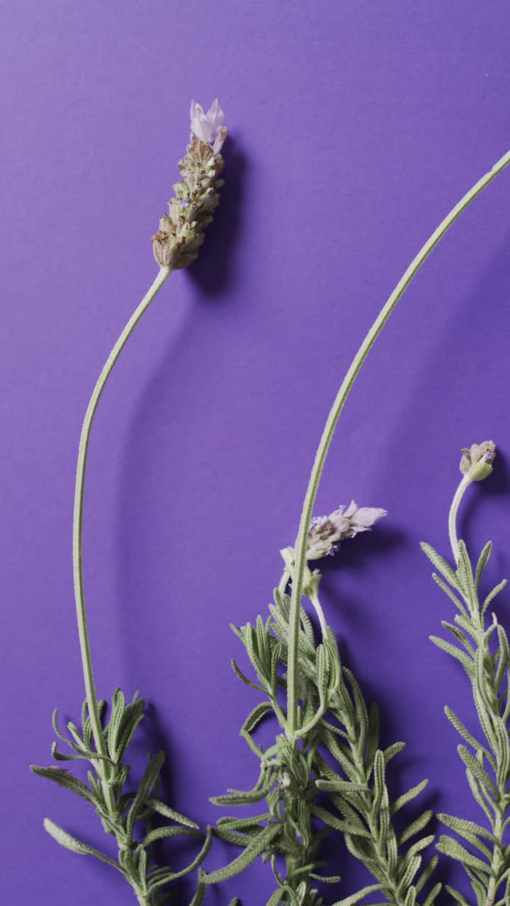Vertical video of lavender flowers with copy space on purple background