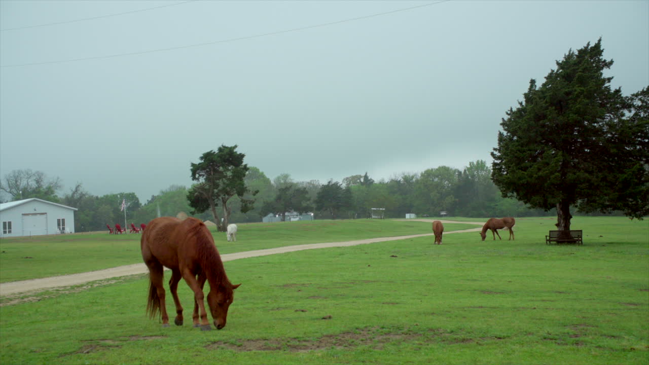 esta es una toma de tres caballos y un burro blanco comiendo hierba en un rancho