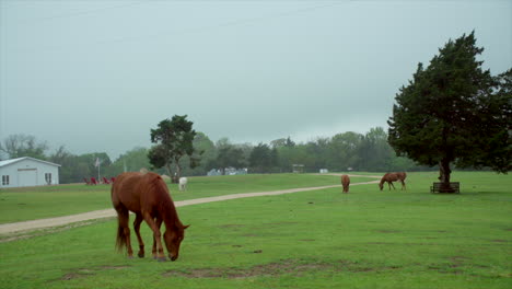 Esta-Es-Una-Toma-De-Tres-Caballos-Y-Un-Burro-Blanco-Comiendo-Hierba-En-Un-Rancho